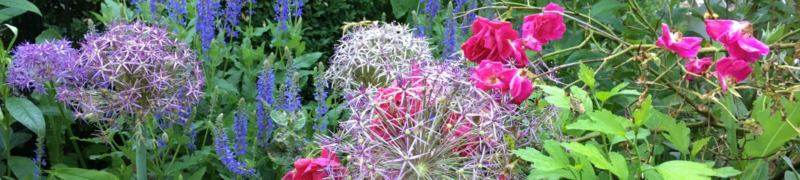 Flowers in the Oriental garden at Abbington Green
