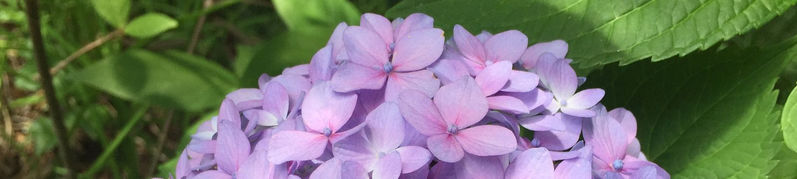 Hydrangeas in the Shade garden at Abbington Green